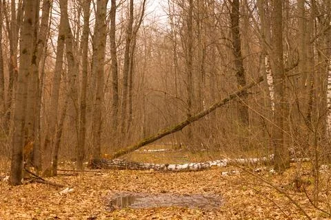 Path in the forest blocked by a fallen tree Stock Photos
