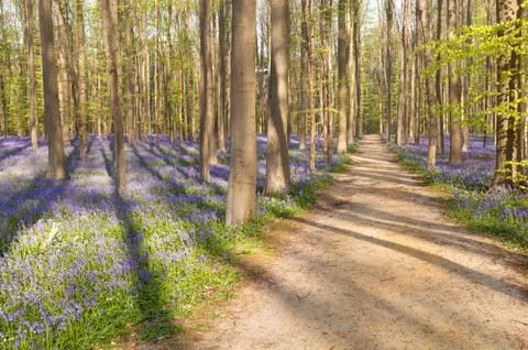 Path in forest with bluebells Stock Photos