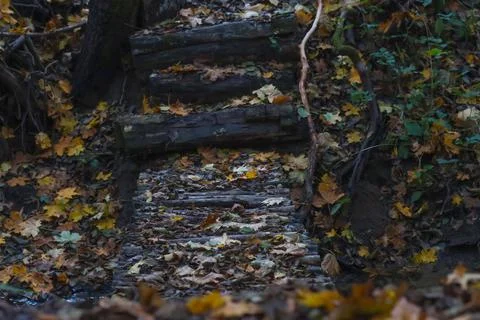 A path in the forest of branches across the stream Stock Photos