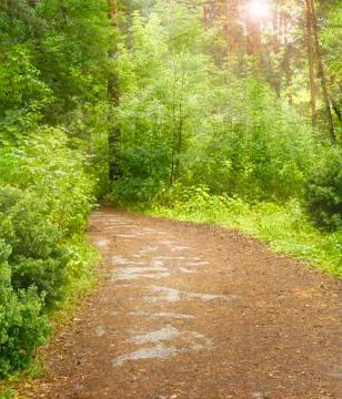 A path in the forest with the bright sun shining through the trees Stock Photos