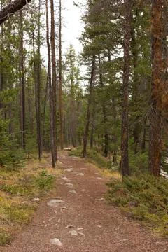 Path in a forest in Canada in fall Stock Photos