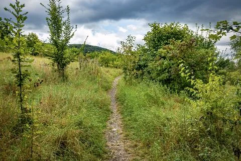 Path in the forest on a cloudy day in the Kellerwald Nationalpark Stock Photos