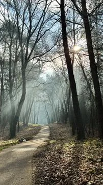 A path in the forest on a cold November day Stock Photos