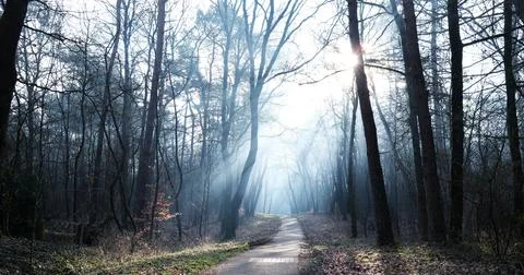 A path in the forest on a cold November day Stock Photos