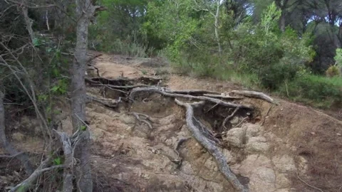 Path in forest. Cool walk video, accelerated shooting Stock Footage 276659925