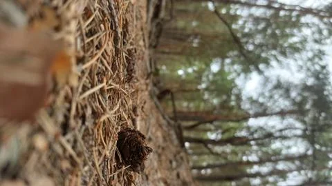 Path in the forest covered brown needles Stock Photos