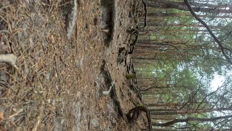 Path in the forest covered brown needles and tree roots Stock Photos