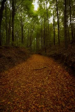 Path in the forest covered with fallen leaves Stock Photos
