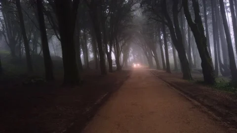 Path in a forest covered with mist and surrounded by trees. Stock Footage 167585952