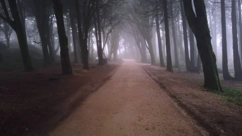 Path in a forest covered with mist and surrounded by trees. Stock Footage 167586342