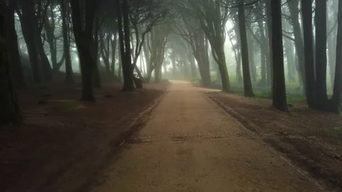 Path in a forest covered with mist and surrounded by trees. Stock Footage 167586374