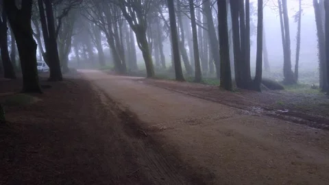 Path in a forest covered with mist and surrounded by trees. Stock Footage 167586402