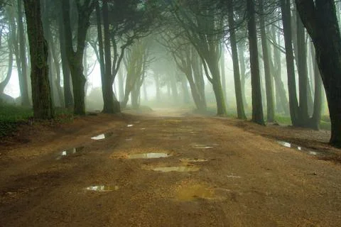 Path in a forest covered with mist. Arched tree branches Stock Photos