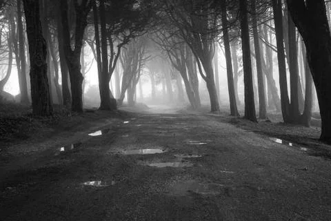 Path in a forest covered with mist. Arched tree branches Stock Photos