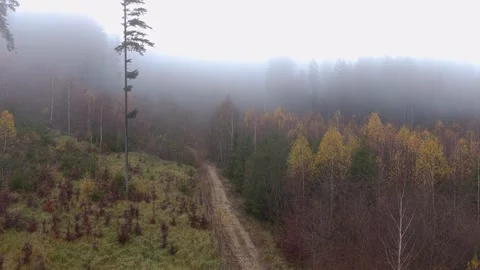 Path in the forest covered in thick fog. Autumn nature with a frightening and 스톡 동영상 321894870