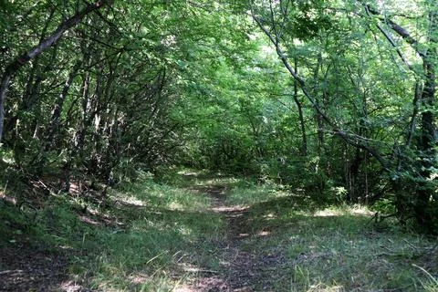 A path in a forest covered with trees Stock Photos