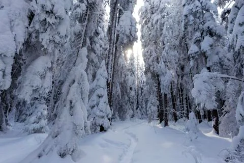 Path in forest covered wit a lot of snow in winter Foto stock