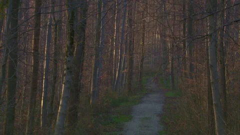 Path in a forest in the early springtime Stock Footage 268015577