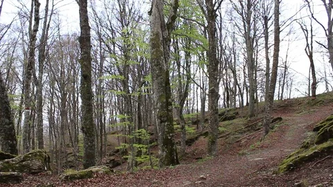 On the path of the forest of fairies,La Verna, Arezzo, Tuscany, Italy Stock Footage 75187939
