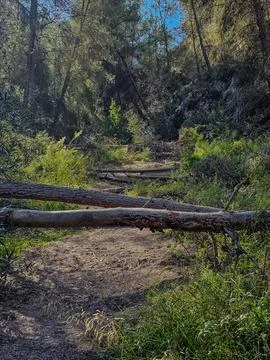 Path in the forest of fallen pines in the foreground. Stock Photos
