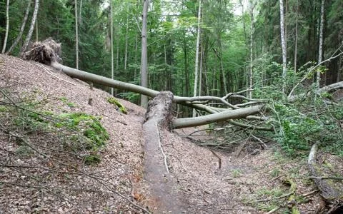 Path in the forest with fallen tree Stock Photos