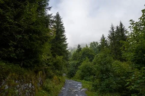 The path in the forest in the fog Stock Photos