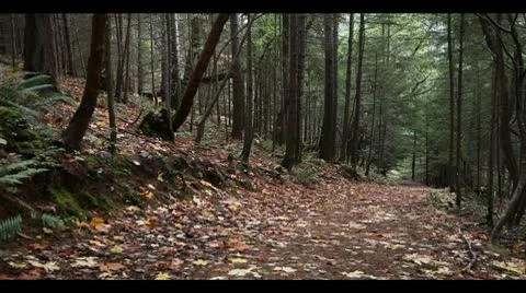 Path to forest Video stock 8983582