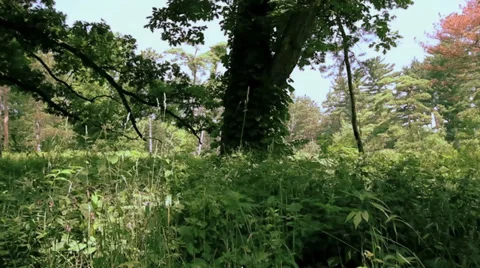 Path in the Forest Stock Footage 33539118