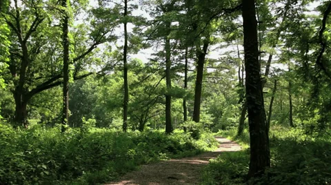 Path in the Forest Stock Footage 33539147