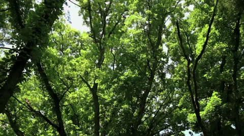 Path in the Forest Stock Footage 33539166