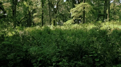 Path in the Forest Stock Footage 33539186
