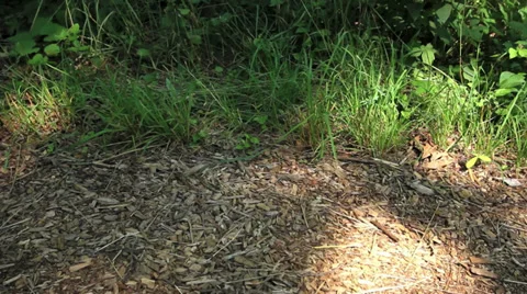 Path in the Forest Stock Footage 33539243
