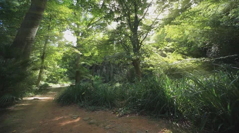 Path in the forest Stock Footage 34493472