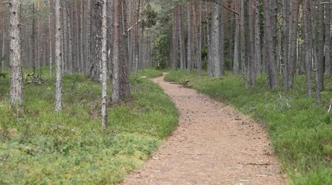 Path in forest. Stock Footage 42329434