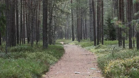 Path in the forest. Stock Footage 42329457