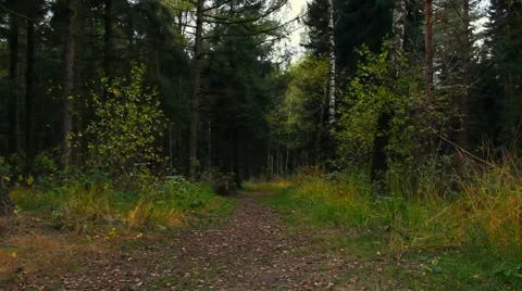 Path in the forest Stock-Footage 45226890