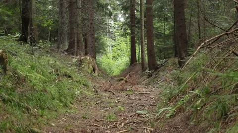 Path in the Forest Stock Footage 46122228