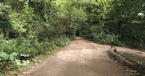 A path in a forest Stock Footage 67421031