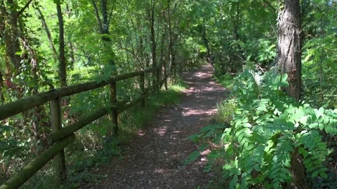 Path in the forest 库存影片 72384656