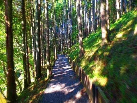 Path in the forest Stockbeeldmateriaal 80075437