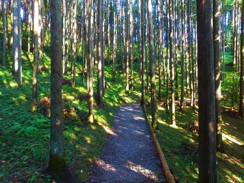 Path in the forest Stock Footage 80275180