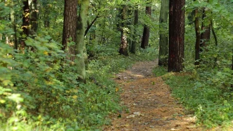 Path to the forest Stock Footage 81363228