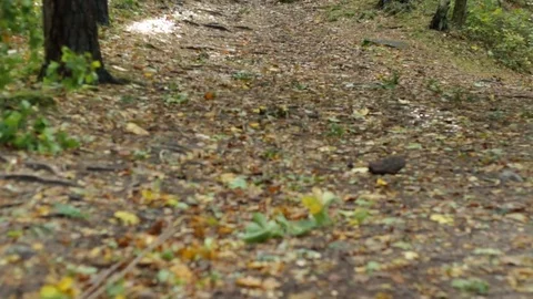 Path to the forest 库存影片 85013835