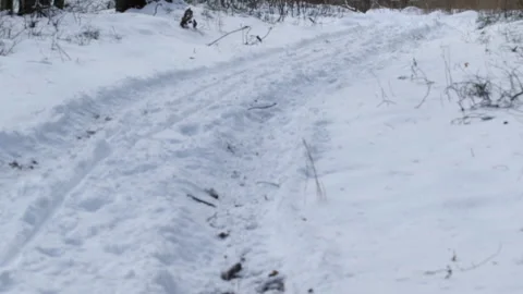 Path in the forest 库存影片 87641165