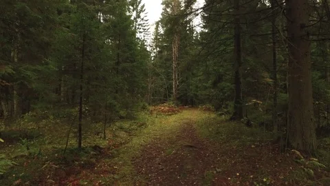 Path in the forest Video stock 90029082