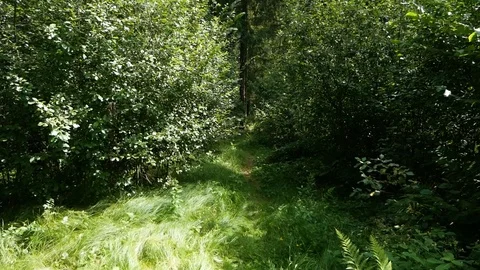 The path in the forest Stock Footage 95112206