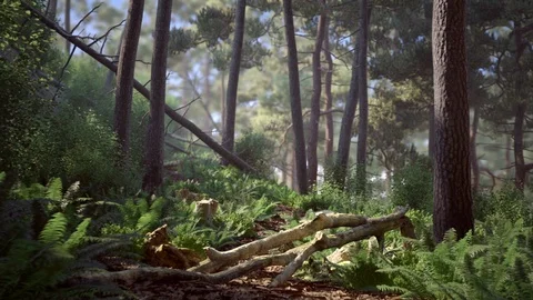 Path in Forest Vidéo 113333607