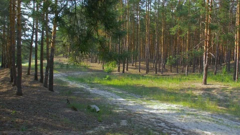 The Path In The Forest Stock Footage 113460348