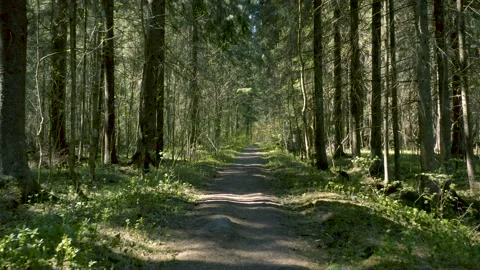 Path in the forest Stock Footage 131073179