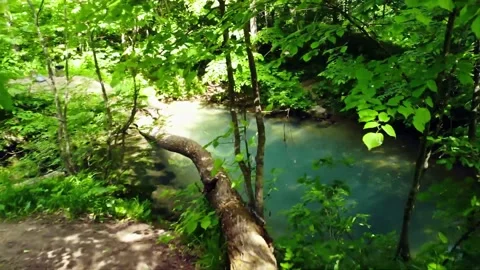 Path in the forest Stock Footage 149321148